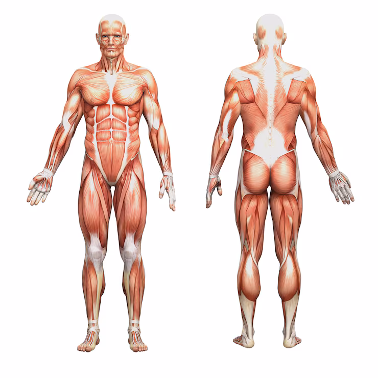 Sistema muscular humano, vistas frontal y posterior